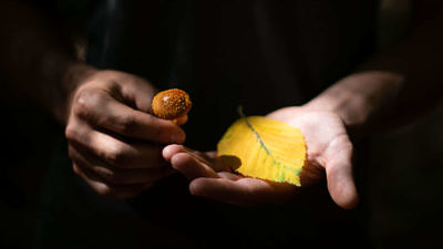Hands holding a yellow beech leaf and a small mushroom. (photo © Ben Conant)