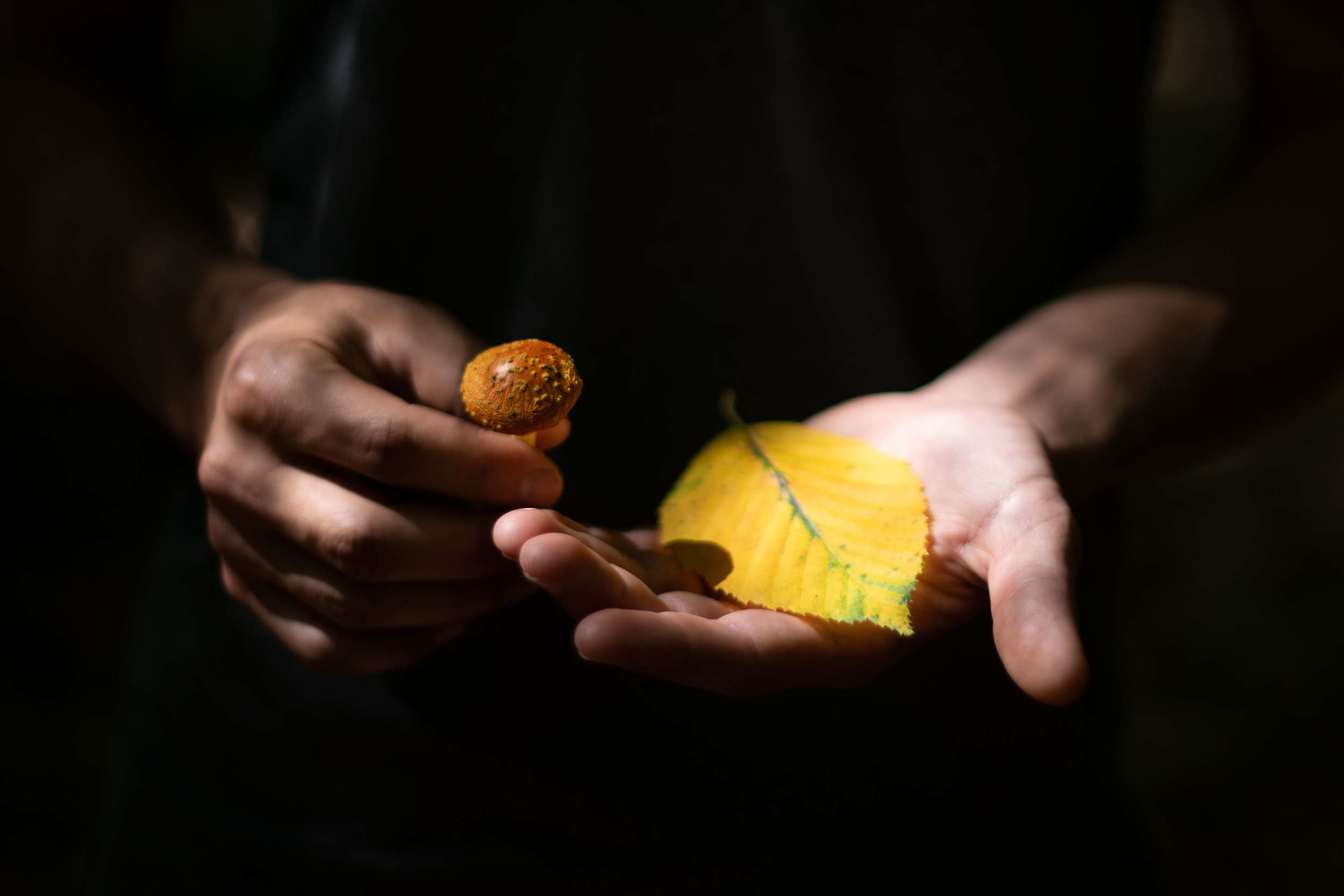 Hands holding a yellow beech leaf and a small mushroom. (photo © Ben Conant)