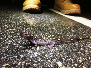 A spotted salamander pauses on the pavement, in front of a pair of workboots. (photo © Brett Amy Thelen)