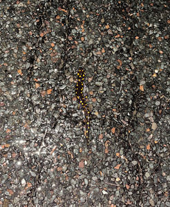 A spotted salamander blends in with the dark pavement beneath it. (photo © Bethany Bechard)
