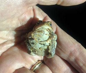 A toad, resting on its back so its belly is exposed, in a person's hand. (photo © Emily Wrubel)