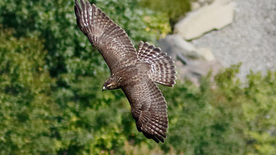 A Broad-winged Hawk in flight, as viewed from above. (photo © raven.digital)