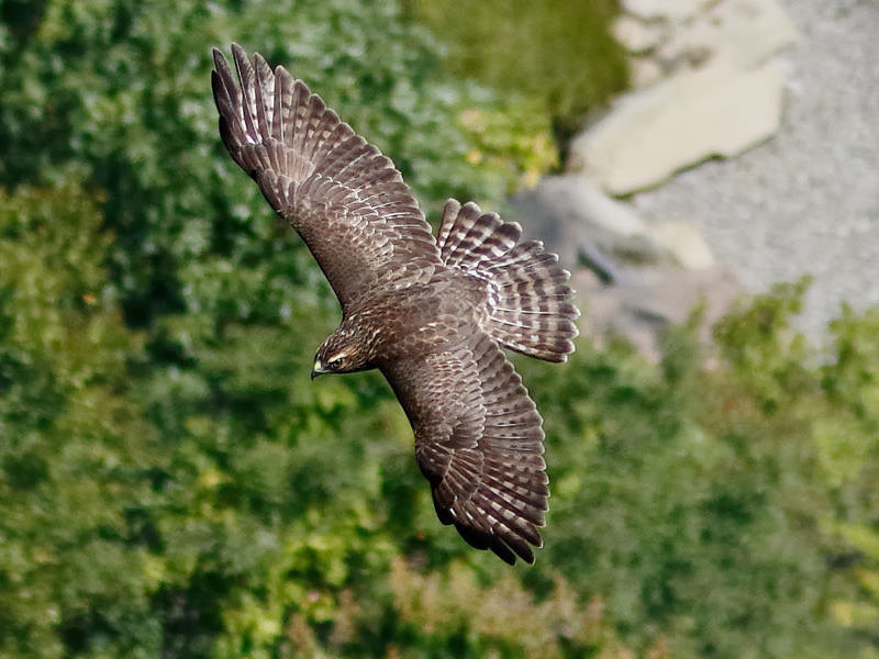 A Broad-winged Hawk soars over a wooded hillside. (photo © Andre Moraes)