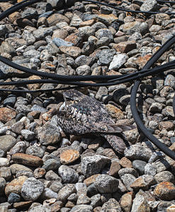 A female nighthawk, very well camouflaged against a gravel roof. (photo © Dave Hoitt)