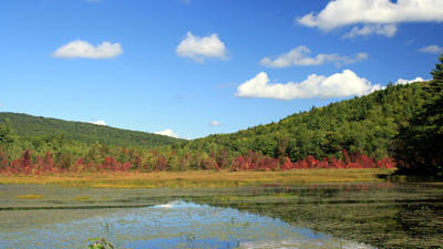 A view of the beaver wetland on the Camp Chenoa property, with red maples at the edge starting to turn red. (photo © Meade Cadot)