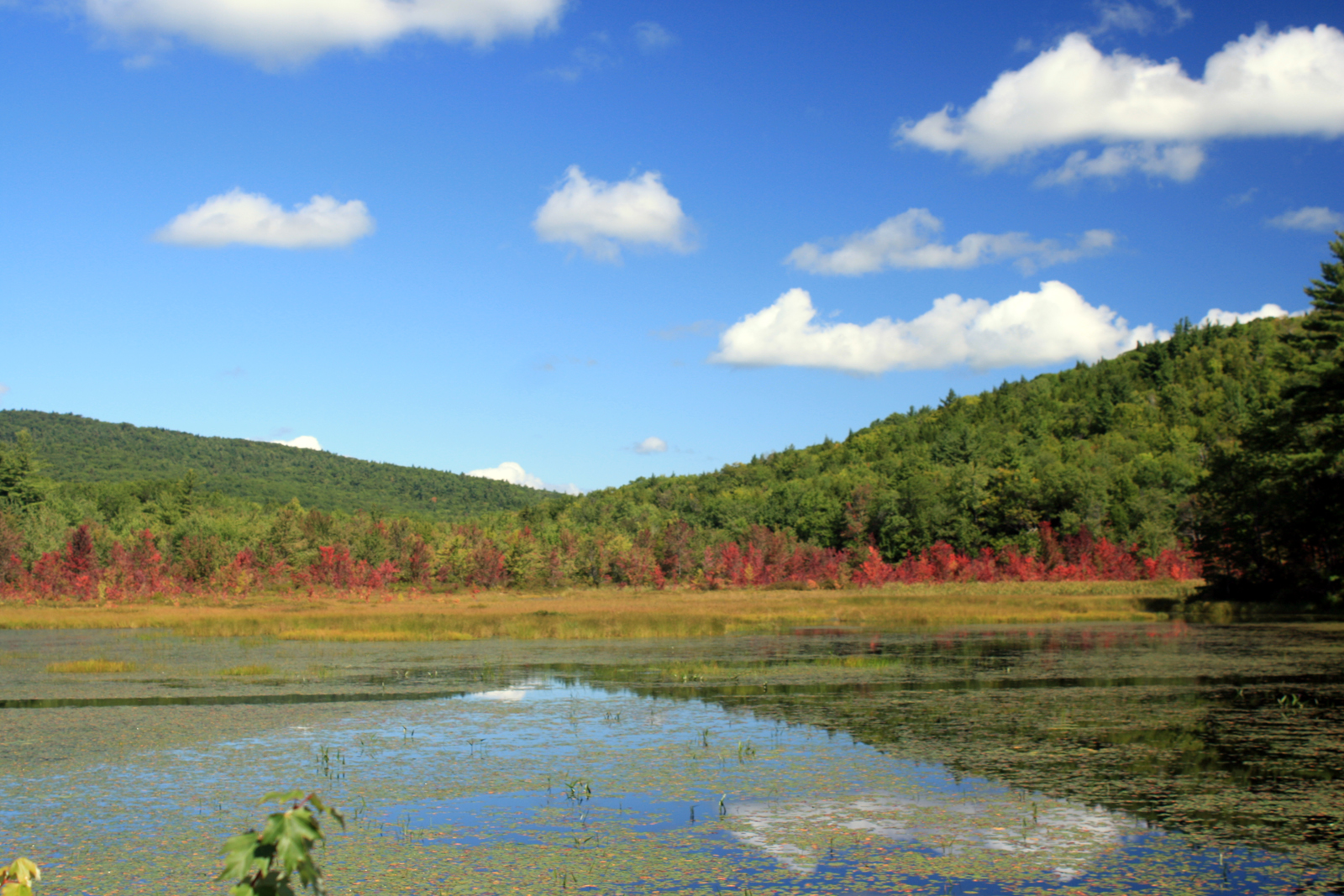 A view of the beaver wetland on the Camp Chenoa property, with red maples at the edge starting to turn red. (photo © Meade Cadot)