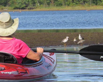 A kayaker in a sun hat watches shorebirds from their boat. (photo © Meade Cadot)