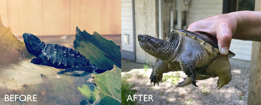 On the left, a small hatchling snapping turtle, resting on leaves, with the word "Before" superimposed on the photo. On the right, that same turtle, eight months later and much larger, held in a person's hand for scale. (photos © Brett Amy Thelen)