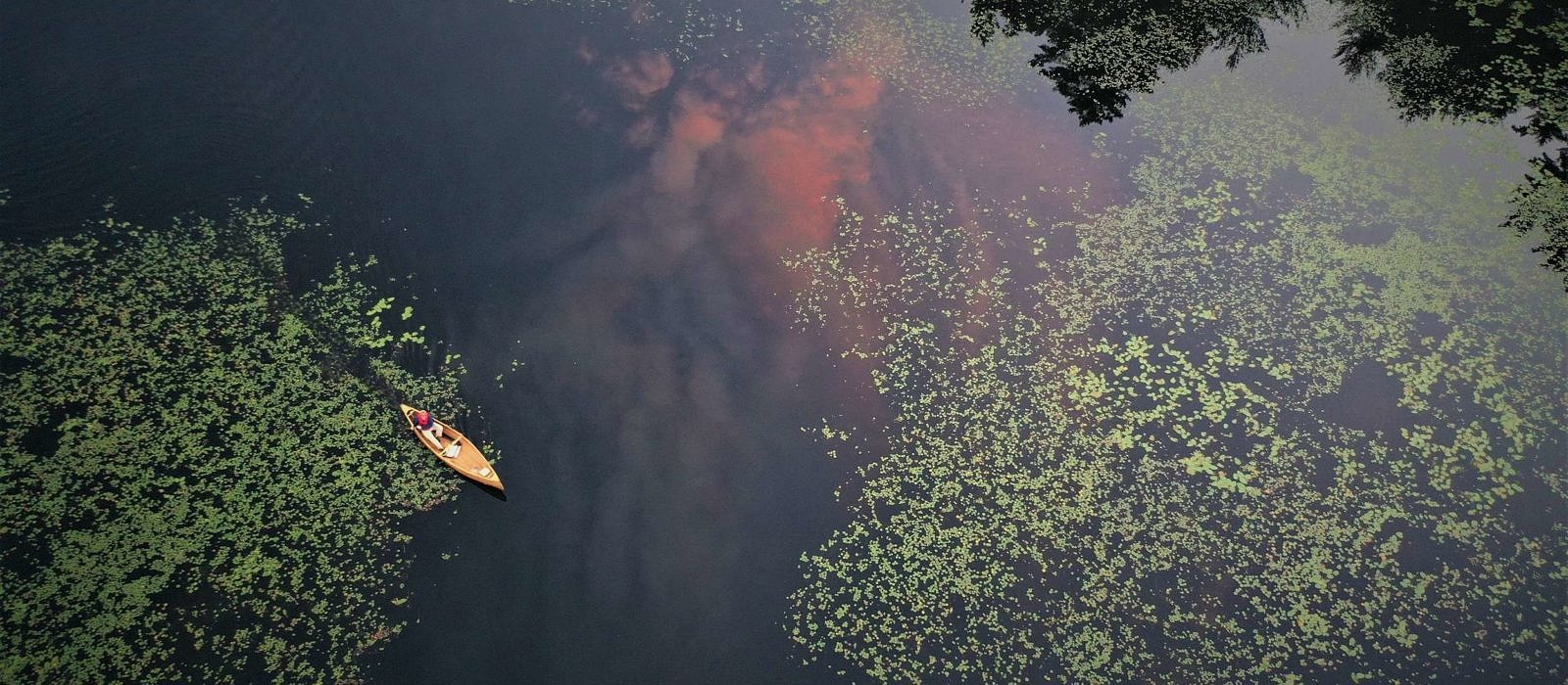 An aerial view of a person paddling a canoe through a large lake strewn with water lilies. (photo © Swift Corwin)