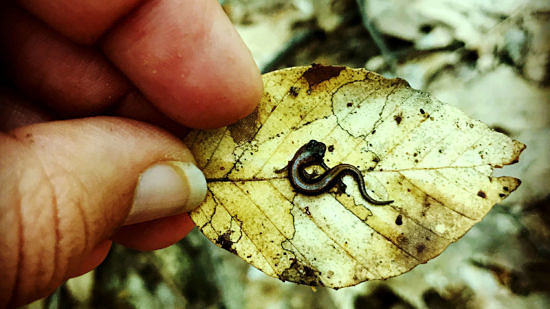 A juvenile red-backed salamander, curled up on a beech leaf. (photo © Brett Amy Thelen)