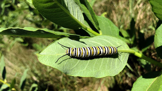 A black-and-yellow monarch caterpillar on a green milkweed leaf. (photo © Brett Amy Thelen)