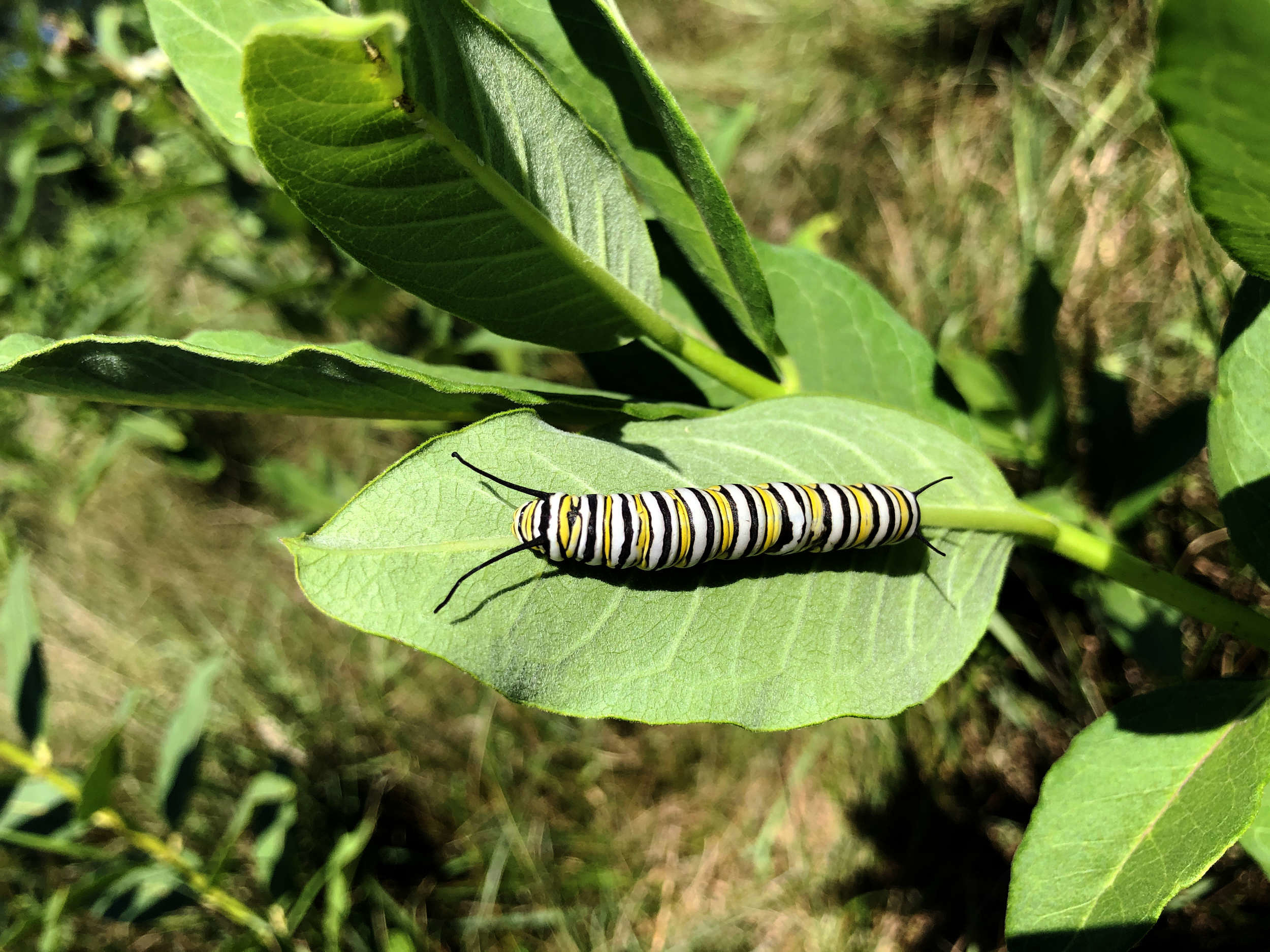 A black-and-yellow monarch caterpillar on a green milkweed leaf. (photo © Brett Amy Thelen)
