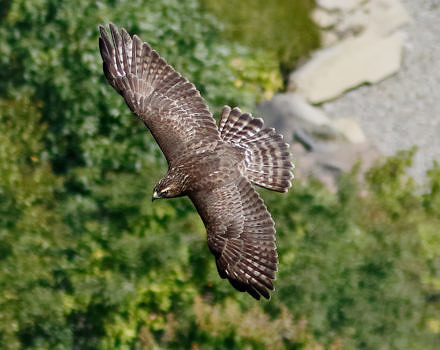 A Broad-winged Hawk in flight, as seen from above. (photo © raven.digital)