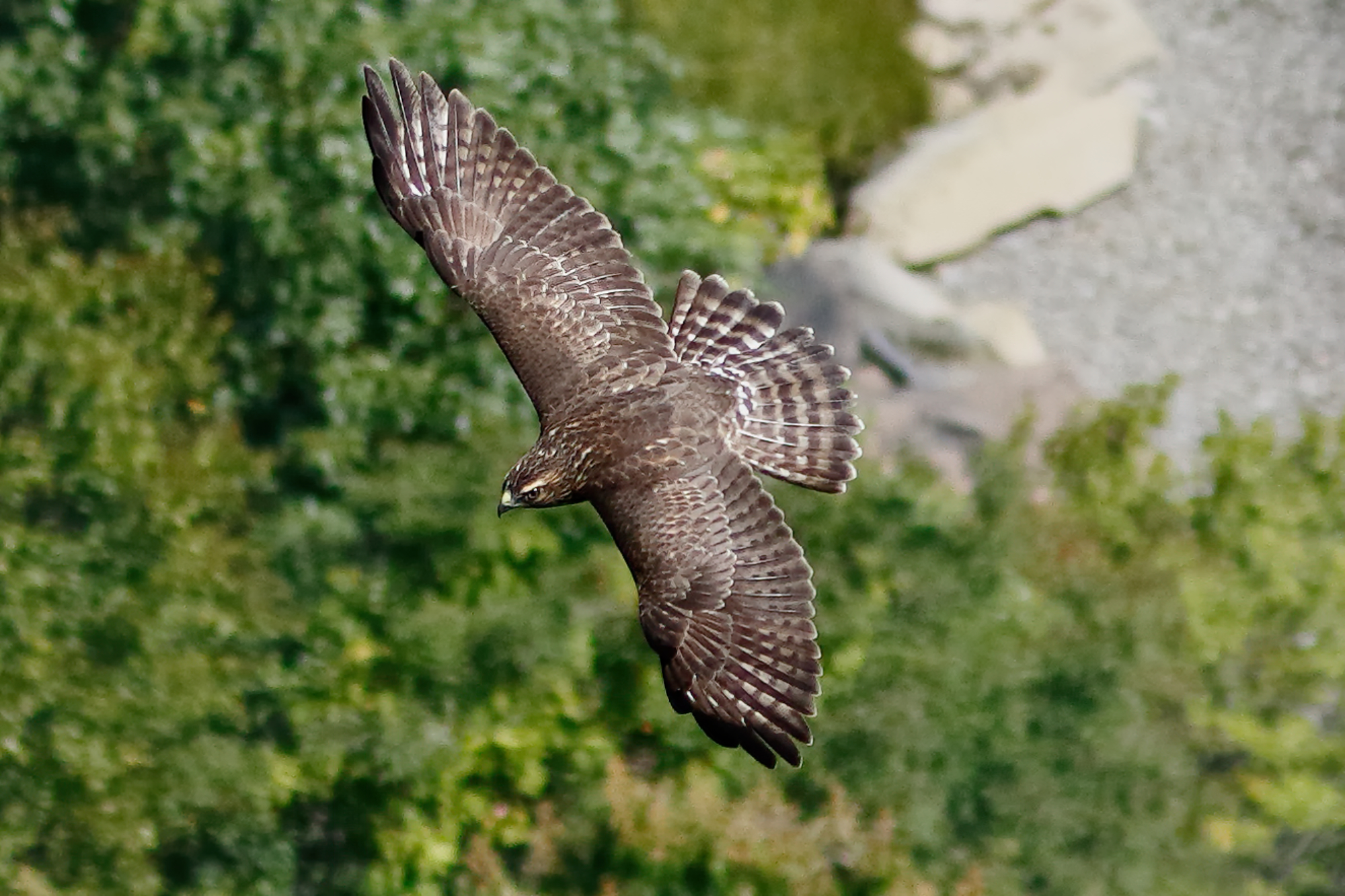 A Broad-winged Hawk in flight, as seen from above. (photo © raven.digital)