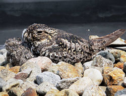 A mother nighthawk nestles next to her chick on a gravel rooftop in Keene, NH. (photo © Brett Amy Thelen)