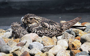 A female nighthawk and her two-week-old chick, well-camouflaged on a gravel roof. (photo © Brett Amy Thelen)