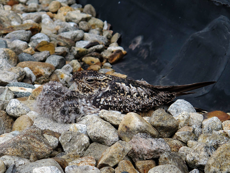 A female nighthawk and her two-week-old chick, well-camouflaged on a gravel roof. (photo © Brett Amy Thelen)