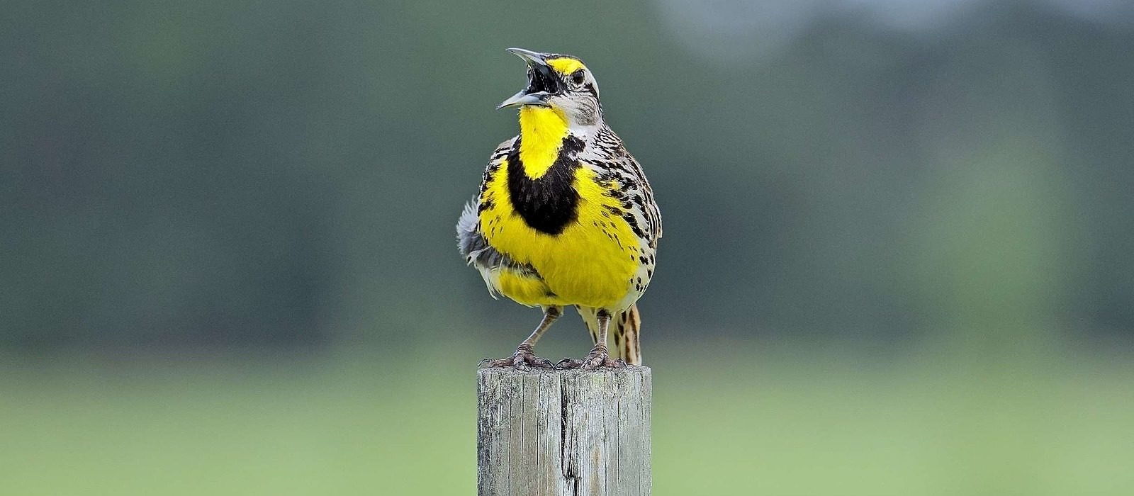 An Eastern Meadowlark standing on a post, singing. (photo © Flickr user OHFalcon72 via the Creative Commons)