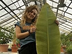 Macie Flammia stands in a greenhouse holding an enormous leaf.