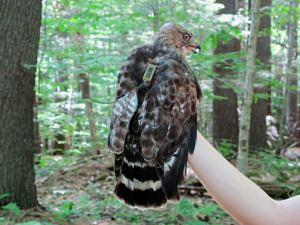 A Broad-winged Hawk with a satellite transmitter "backpack" affixed to the middle of its back. (photo © Brett Amy Thelen)