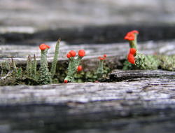 British soldier lichen, growing through a crack in a piece of old wood. (photo © Doug Focht via the Flickr Creative Commons)