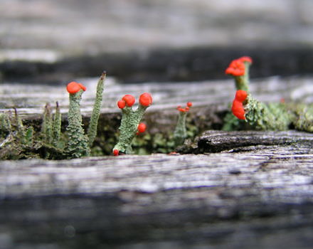 British soldier lichen, growing through a crack in a piece of old wood. (photo © Doug Focht via the Flickr Creative Commons)