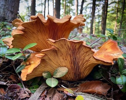 A large orange mushroom, emerging from the forest floor. (photo © John Benjamin)