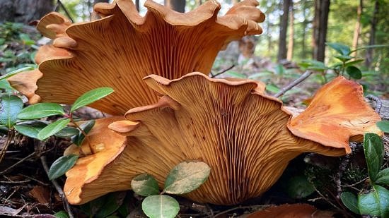 A large orange mushroom, emerging from the forest floor. (photo © John Benjamin)
