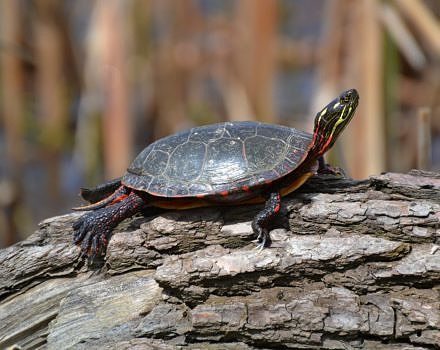 A painted turtle basks on a log. (photo © Flickr user "DaPuglet" via the Creative Commons)
