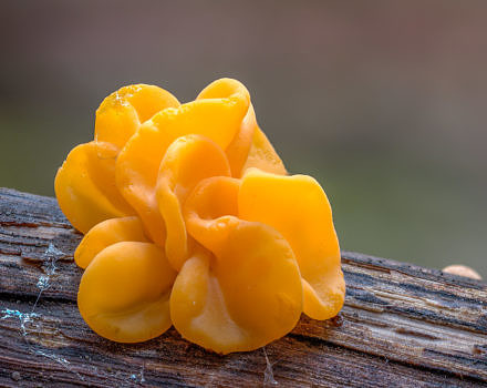 A bright orange fungus known as "Witch's Butter." (photo © Patrick Schifferli via the Flickr Creative Commons)
