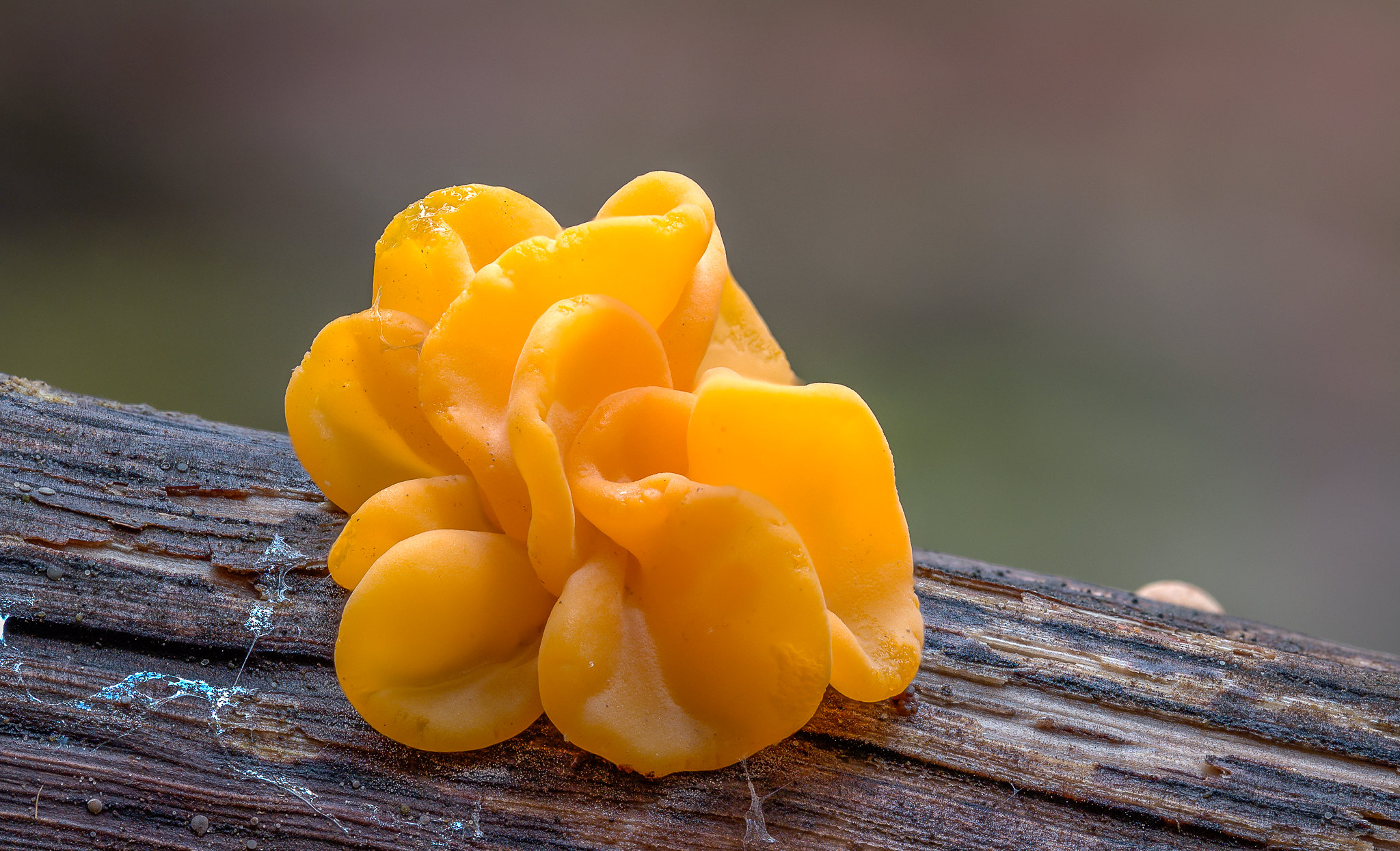 A bright orange fungus known as "Witch's Butter." (photo © Patrick Schifferli via the Flickr Creative Commons)
