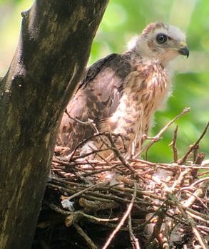 A juvenile Broad-winged Hawk in one of eight nests monitored by Harris Center staff and volunteers in the summer of 2021. (photo © Phil Brown)
