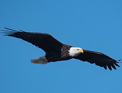 A mature Bald Eagle in flight. (photo © Judd Nathan)