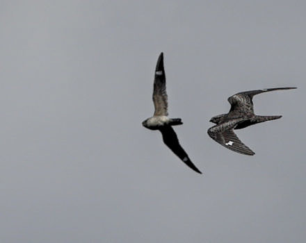 Two of a flock of 17 Common Nighthawks, flying by in broad daylight on September 6. (photo © Andre Moraes / raven.digital)