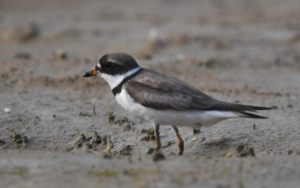 A Semipalmated Plover standing on sandy ground. (photo © Eric Masterson)