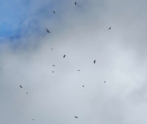 A kettle of Broad-winged Hawks, as observed from Pack Monadnock Raptor Observatory on September 20, 2021. (photo © Meade Cadot)