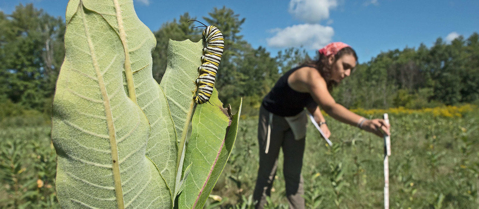 An undergraduate researcher sets out a transect in a milkweed patch in Peterborough. (photo © Mark Wilson)