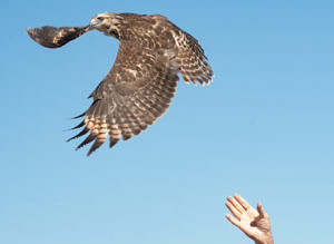 A rehabilitated Red-shouldered Hawk, taking flight after being released back to the wild at Pack Monadnock on September 19, 2021. (photo © Judd Nathan)