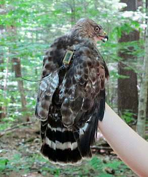 A Broad-winged Hawk with a newly-affixed satellite transmitter. (photo © Brett Amy Thelen)