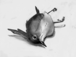 A black-and-white illustration of a window-struck songbird by Adelaide Tyrol