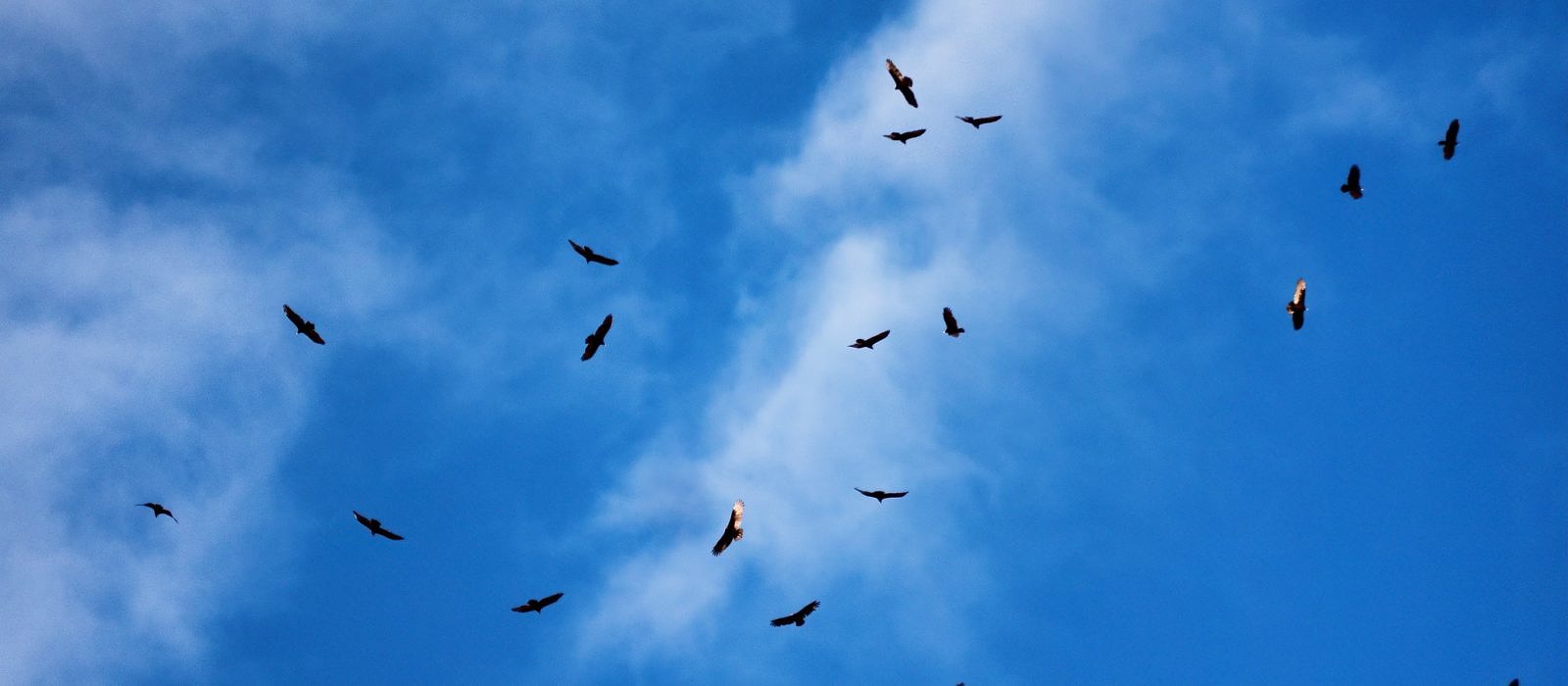 A kettle of Turkey Vultures. (photo © Miguel Tejada-Flores via the Flickr Creative Commons)