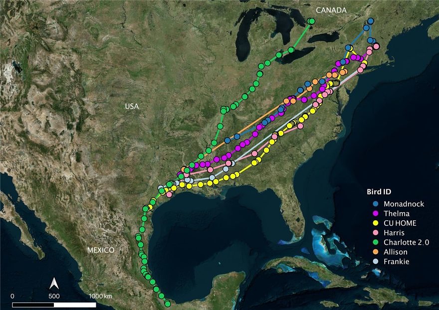 A map showing the migration routes of multiple hawks tagged with satellite transmitters, as of October 4, 2021. (map © Hawk Mountain)