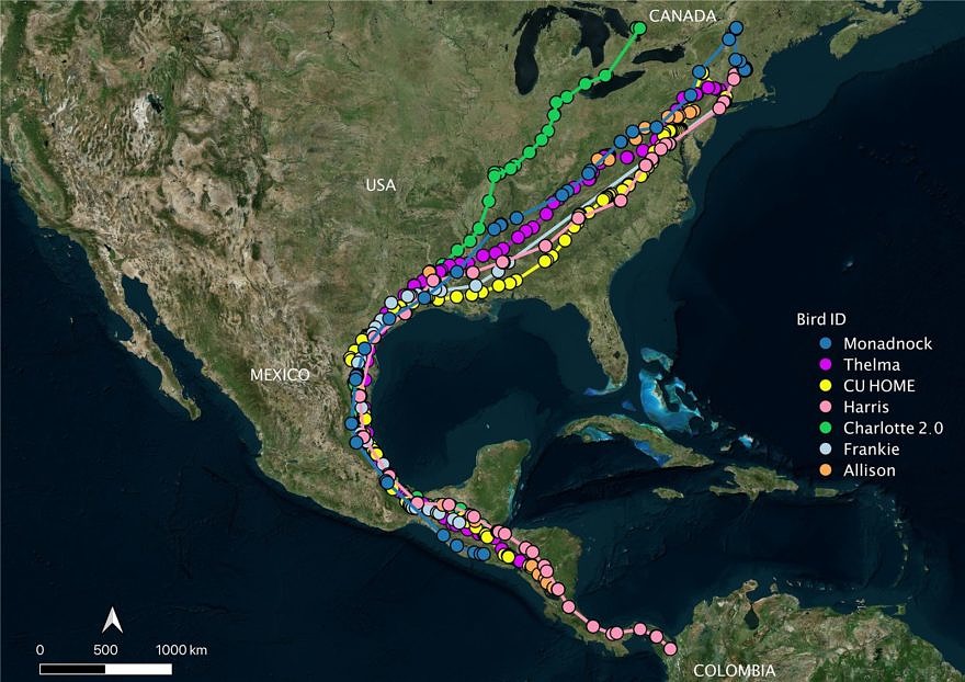 A map showing the migration routes of multiple hawks tagged with satellite transmitters, as of October 22, 2021. (map © Hawk Mountain)