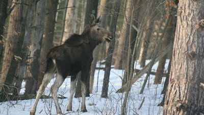 A yearling moose in snowy woods. (photo © Meade Cadot)