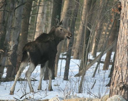 A yearling moose in snowy woods. (photo © Meade Cadot)