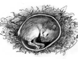 A black-and-white drawing of a sleeping mouse with its tail curved around its body, by Adelaide Tyrol