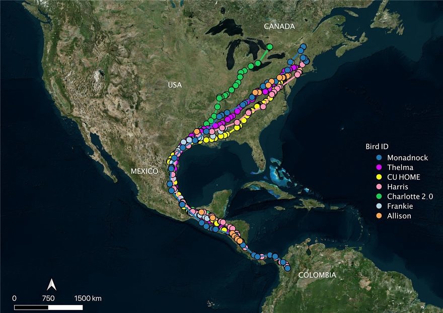 A map showing the migration routes of multiple hawks tagged with satellite transmitters, as of November 5, 2021. (map © Hawk Mountain)