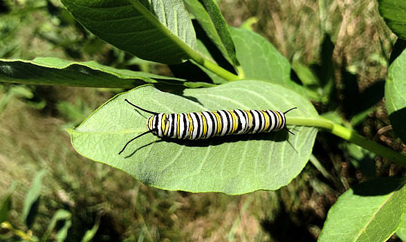 A fifth-instar monarch caterpillar in a Harris Center-conserved millkweed patch. (photo © Brett Amy Thelen)