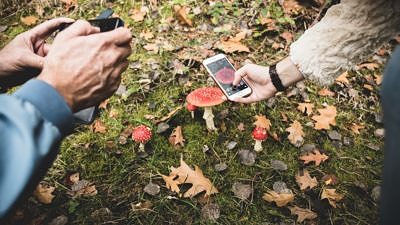 Two people hold their phones close to a cluster of red-and-white mushrooms, to take pictures. (photo © Nico Baum via Unsplash)