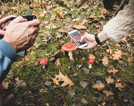Two people hold their phones close to a cluster of red-and-white mushrooms, to take pictures. (photo © Nico Baum via Unsplash)